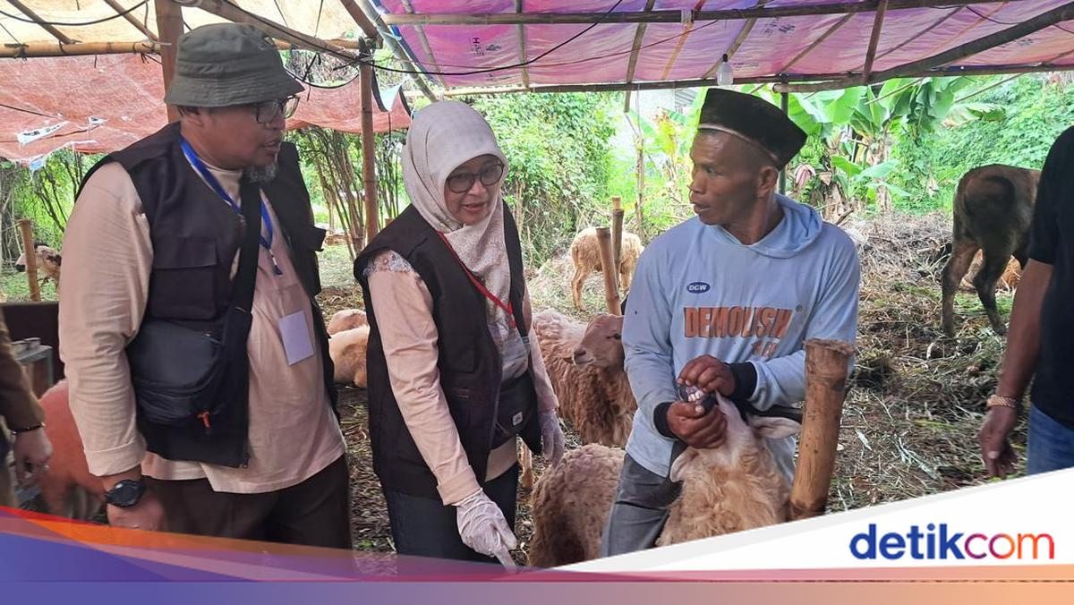 Pemkot Serang Cek Hewan Kurban di Lapak Penjual, Pastikan Sehat dan Layak