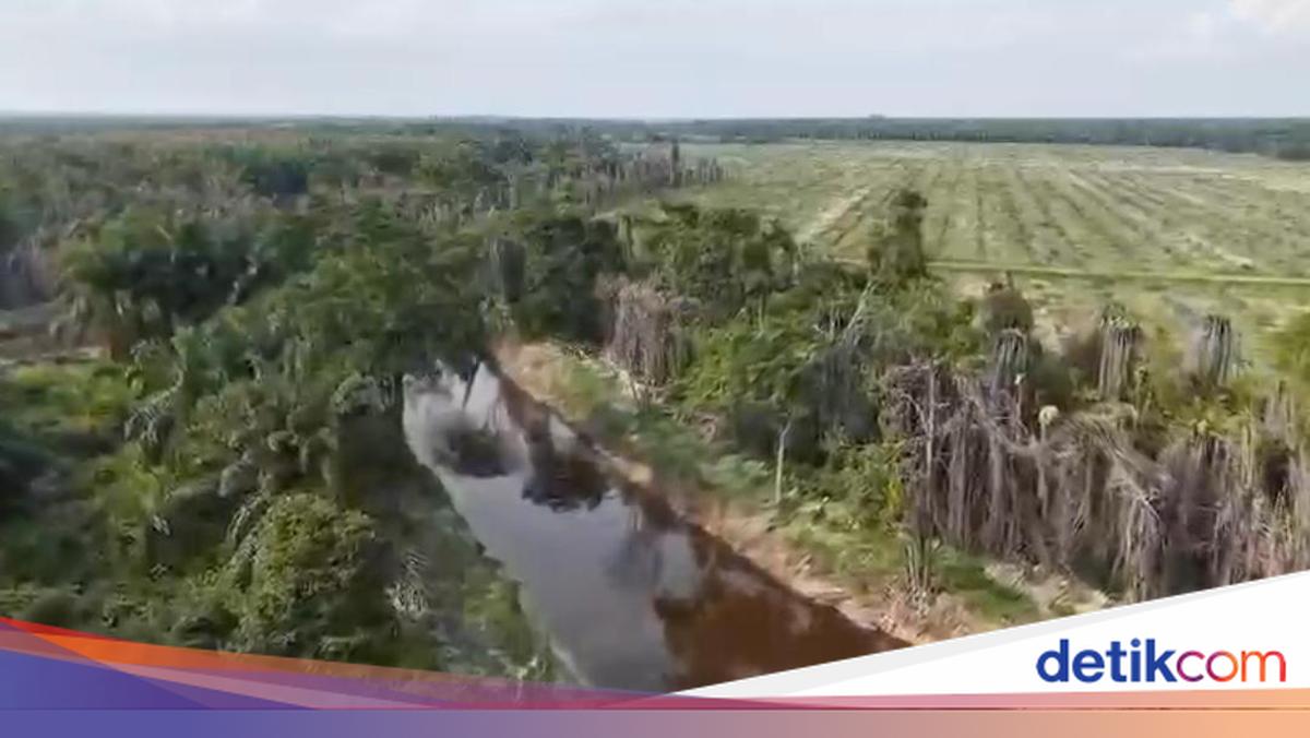 Kerusakan Ekologis Masif di Pelalawan: Sempadan Anak Sungai Nilo Terancam Akibat Pelanggaran Korporasi Sawit, Potensi Kerugian Ratusan Miliar Terkuak Potret Udara Sempadan Anak Sungai Nilo Dirusak Korporasi Sawit di Riau