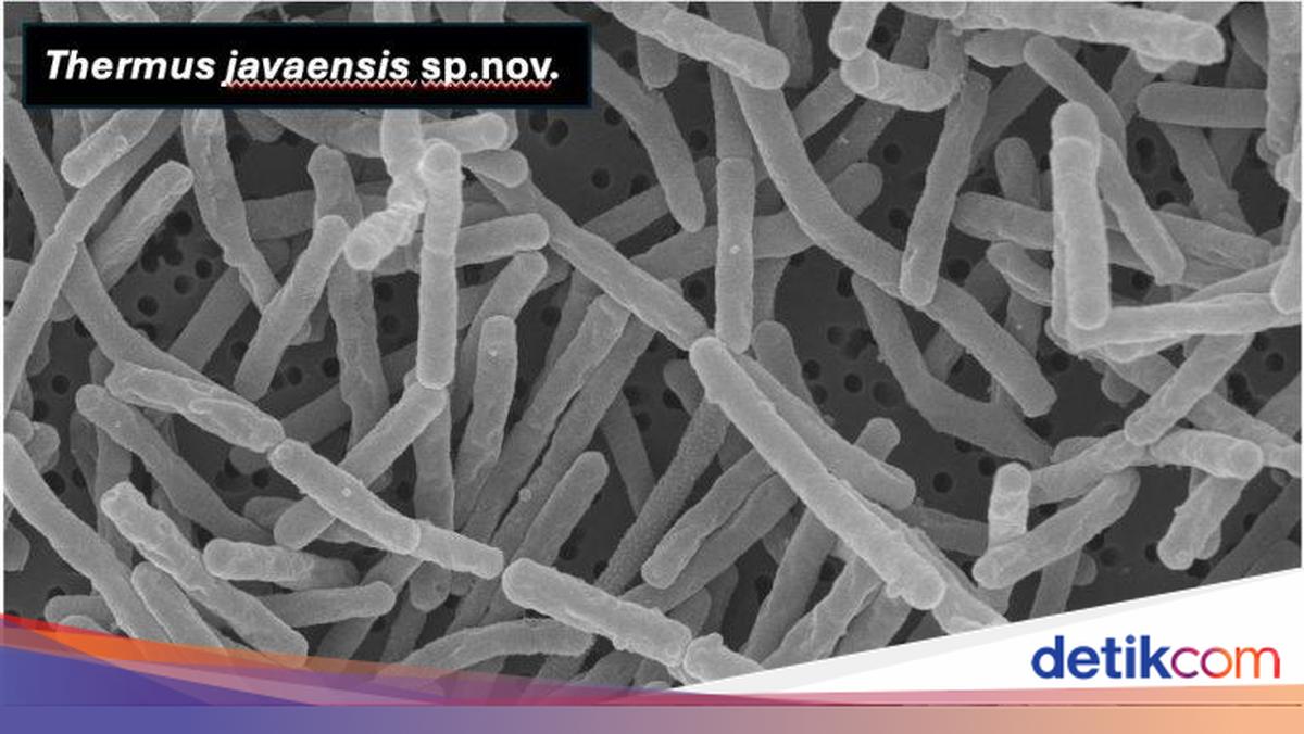 Peneliti UI Temukan Bakteri Baru dari Jawa, Bisa Hidup di Suhu 100°C