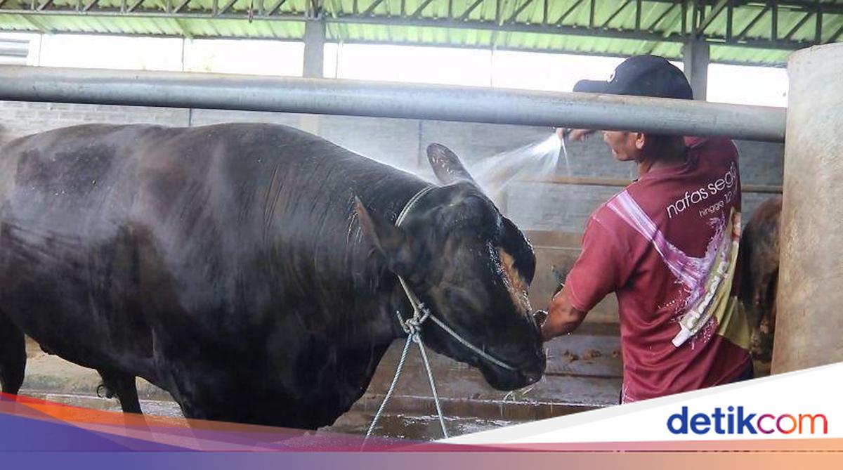 Ahmad Sapi Sapi 1,04 Ton dari Lombok Tengah Dibeli Prabowo-Perputaran Ekonomi Rp 499 M