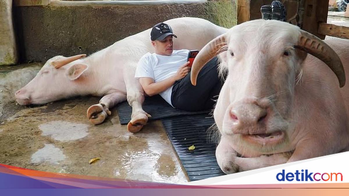 Presiden Prabowo Subianto Beli Hewan Kurban dari Irfan Hakim