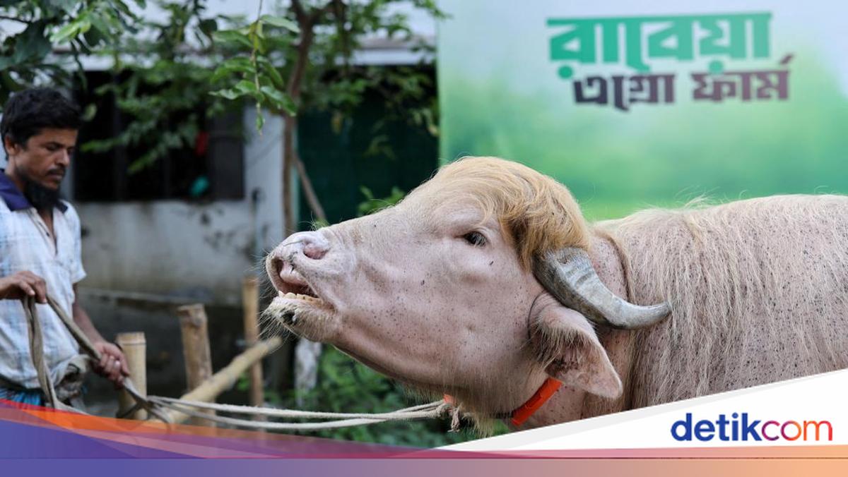Kerbau Albino ‘Donald Trump’ Hebohkan Bangladesh Jelang Idul Adha Kerbau 'Donald Trump' Bikin Heboh Dunia