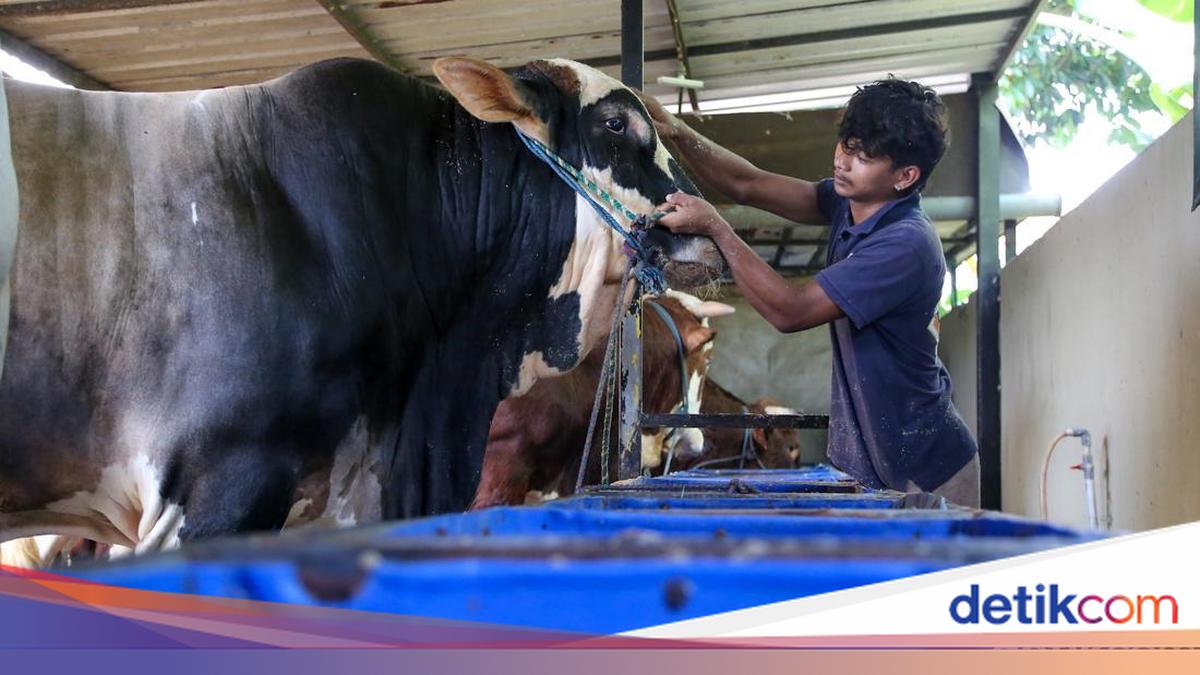 Panjul, Sapi Kurban Presiden Berbobot 1 Ton