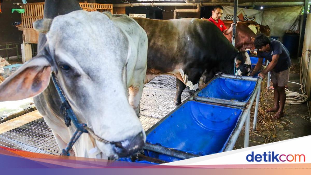 Apakah Boleh Berkurban di Hari Tasyrik? Simak Informasinya