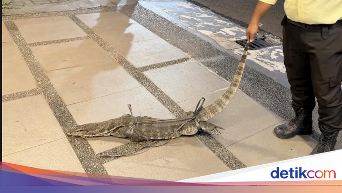 Penangkapan Biawak di Rumah Chelsea Olivia