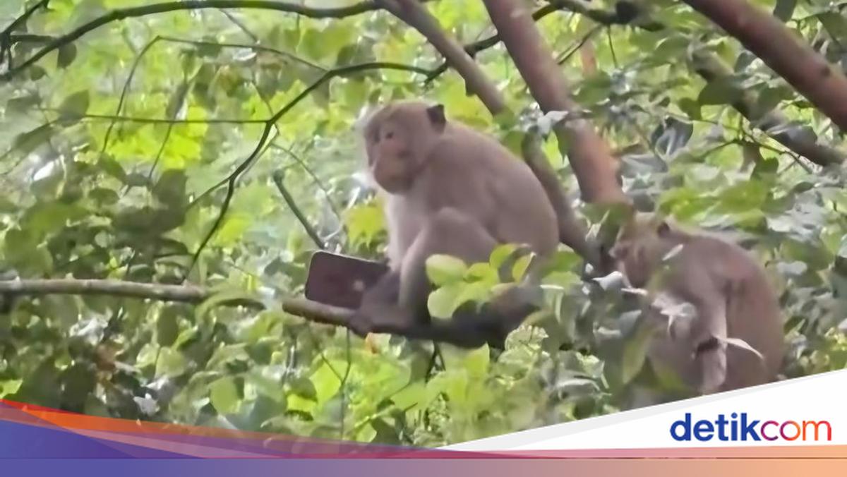 Viral Monyet Curi Handphone Pemain Golf di Sentul, Dibawa ke Pohon