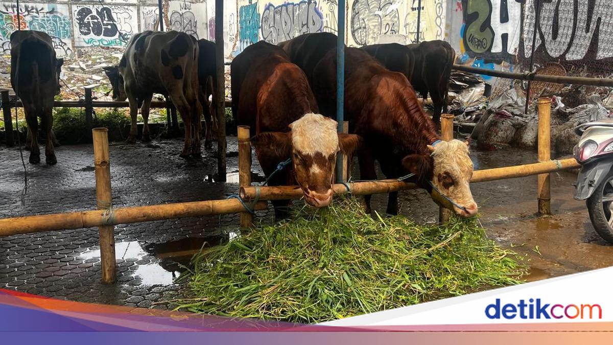 Pedagang Ungkap Penjualan Sapi Kurban di Jakarta Tetap Tinggi Meski Harga Naik