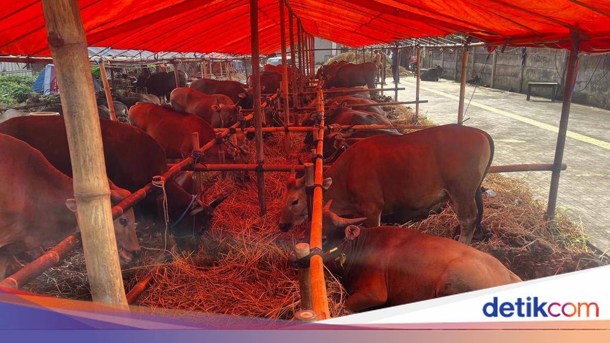 Said Senang 85 Ekor Sapi Bima Miliknya Ludes Terjual di Jaksel: Sisa 2 Lagi