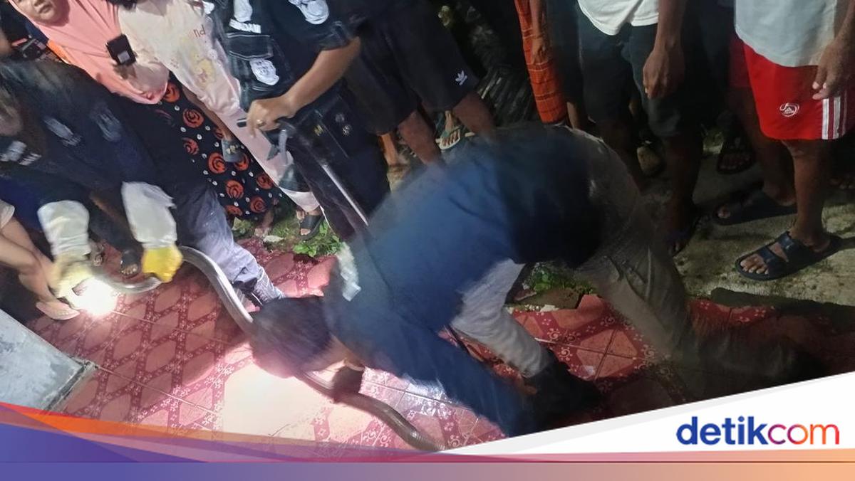 Heboh Ular King Cobra 3 Meter Masuk Rumah Warga di Kuningan