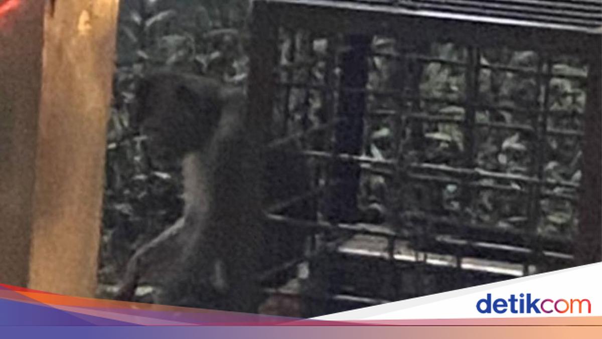 Viral Monyet Dirantai di Pinggir Jalan Margonda Depok, Damkar Cek