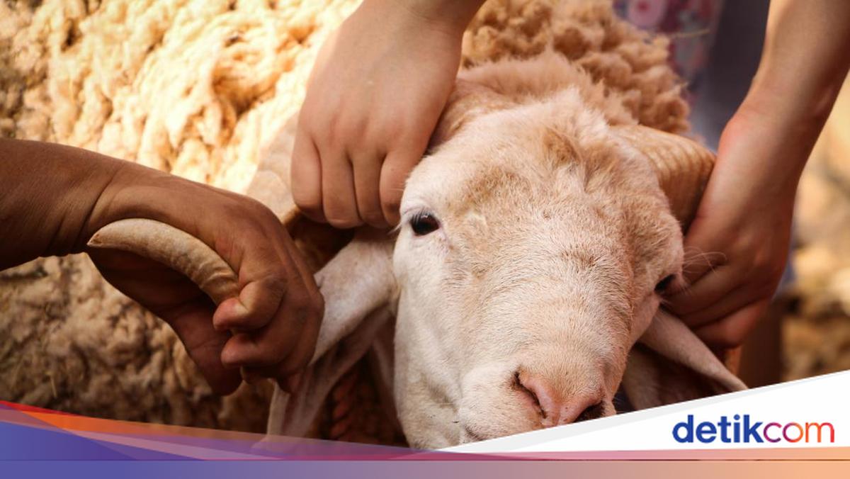 Adakah Batas Waktu Pembagian Daging Kurban? Simak Penjelasannya