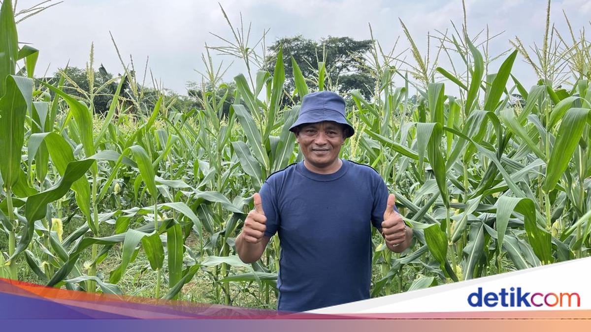 Berkah Talas dari Cikeas, Iyos Bisa Renovasi Rumah Lewat Dukungan BRI