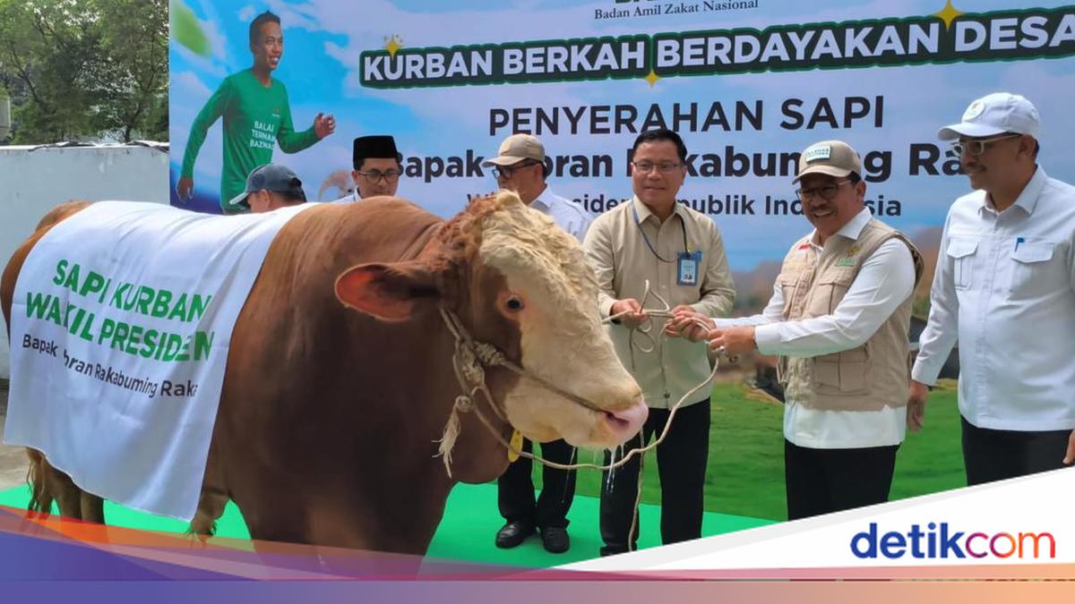 Wapres Gibran Sumbang Sapi 916 Kg ke Baznas, Bakal Dikurbankan di Tangerang