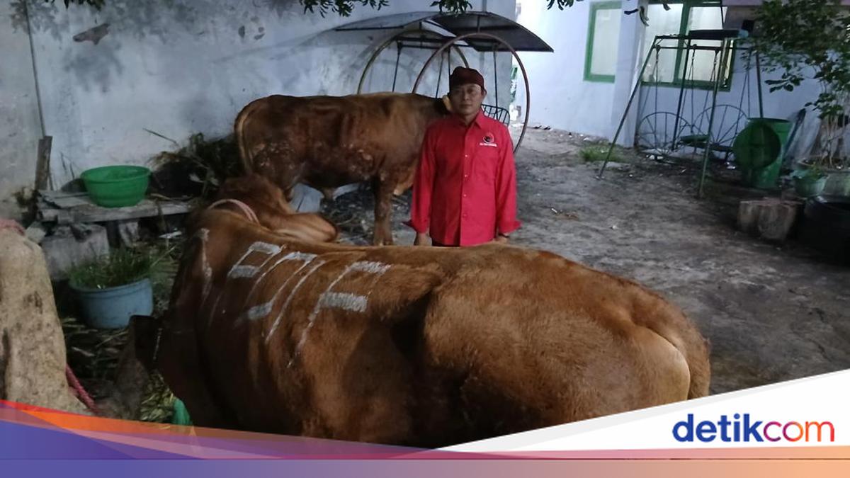 DPD PDIP Jatim Bagikan 468 Ekor Sapi Kurban untuk Warga dan Pesantren
