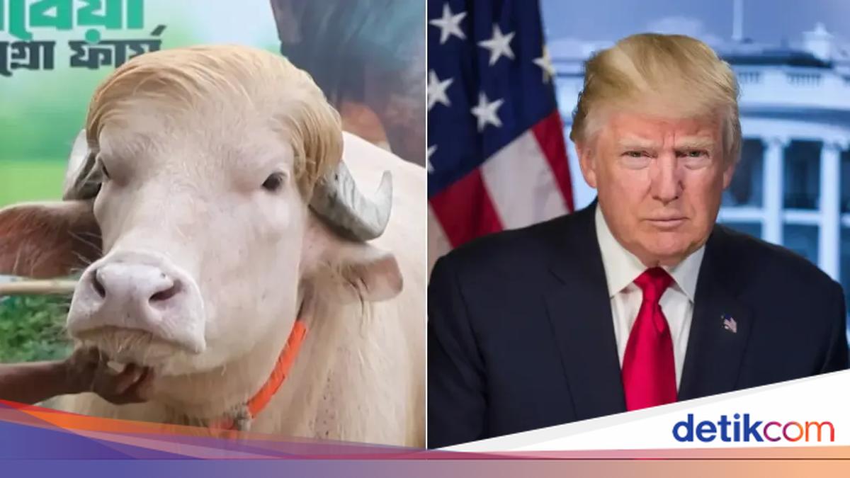Unik! Kerbau Pirang Mirip Donald Trump Jadi 'Seleb' Jelang Idul Adha