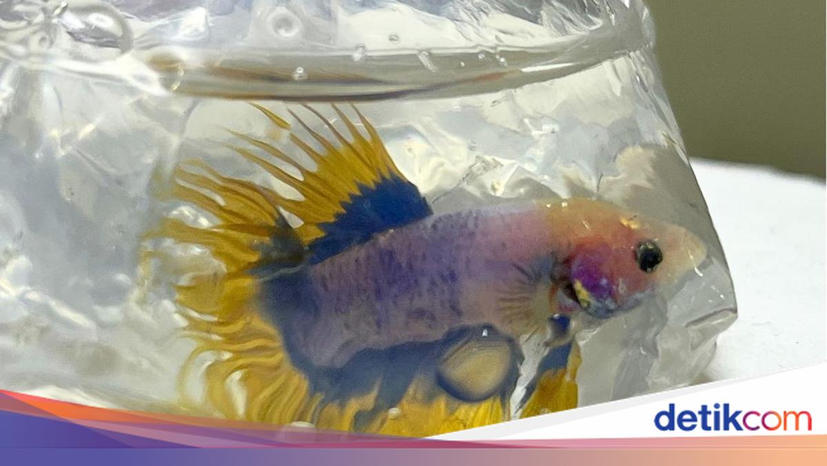 110 Ikan Cupang Mau Diselundupkan di Bandara Supadio, Dokumen Diduga Palsu