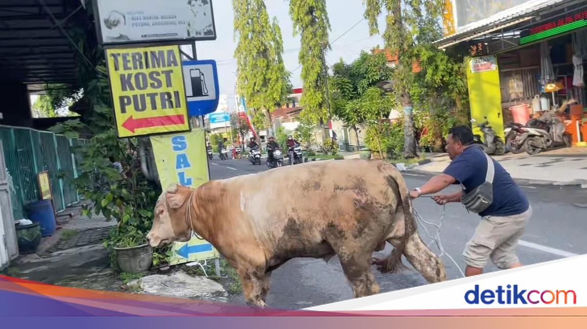 Iduladha Core Dimulai: Sapi Kurban Lepas Nyaris Masuk Salon di Lamongan