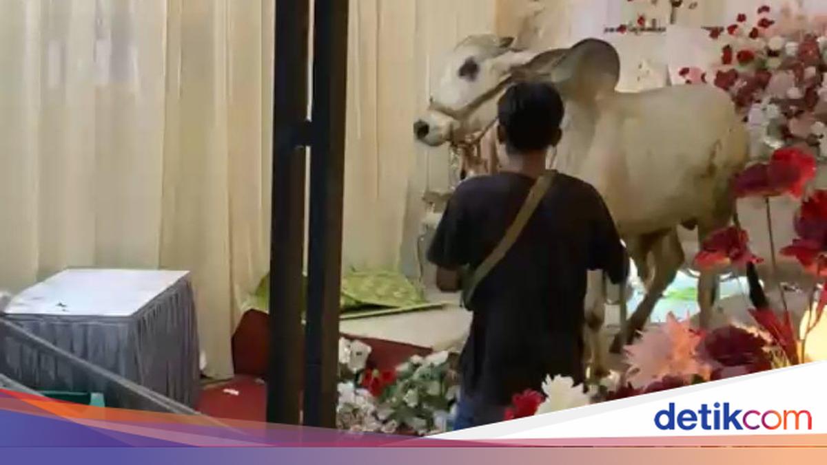 Sapi Kurban Lepas Bikin Heboh Hajatan Pernikahan di Banyumas