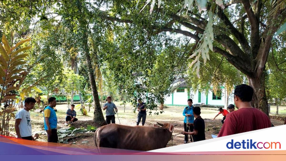 Idul Adha 1447 H, Kemensos Salurkan 295 Ekor Hewan Kurban