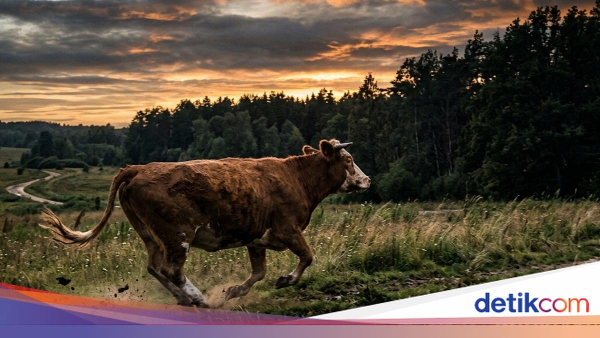 Viral Sapi Kurban Lepas hingga Masuk Ring Road Gamping Sleman