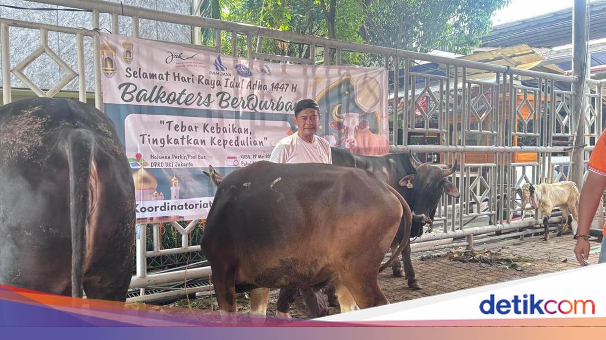 Kenalin! Iyung, Jagal Senior yang Sudah 47 Tahun Potong Hewan Kurban