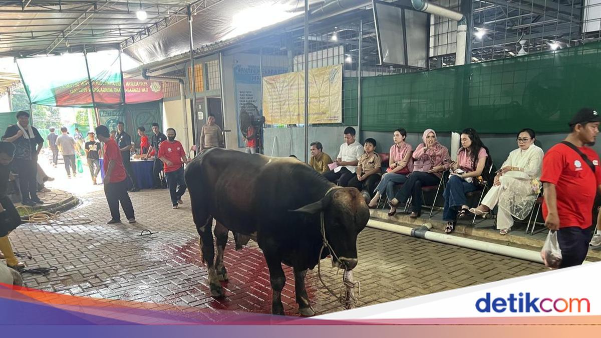 Masjid Raya Pondok Indah Jaksel Terima Kurban 10 Sapi dan 35 Kambing