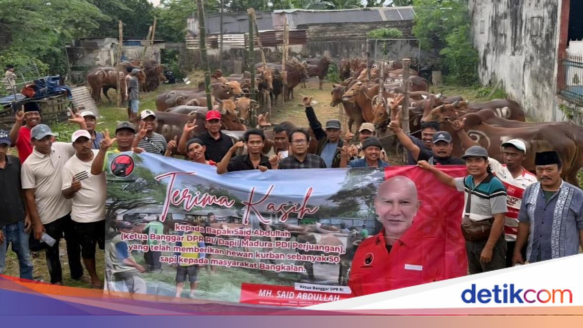 DPD PDIP Jatim Bagikan 485 Sapi Kurban ke Warga Miskin-Panti Asuhan