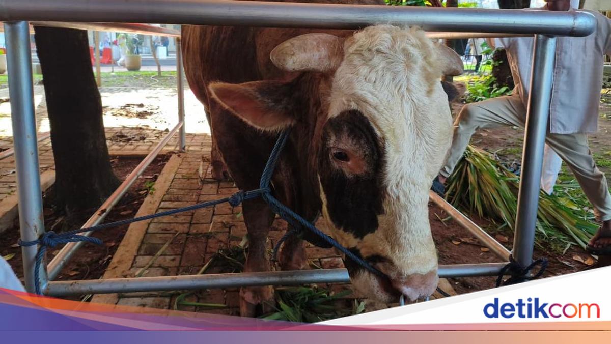 Prabowo dan Gibran Serahkan Sapi Kurban 1,3-1,2 Ton ke Masjid Istiqlal