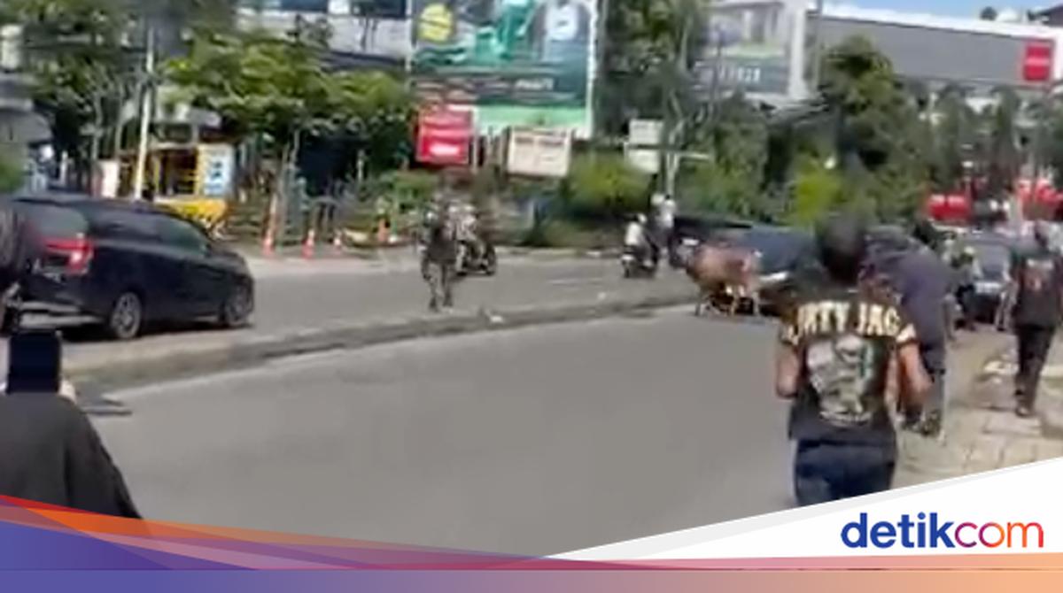 Sapi Kurban Lepas Berlarian ke Jalanan di Ciputat, Bikin Lalin Macet