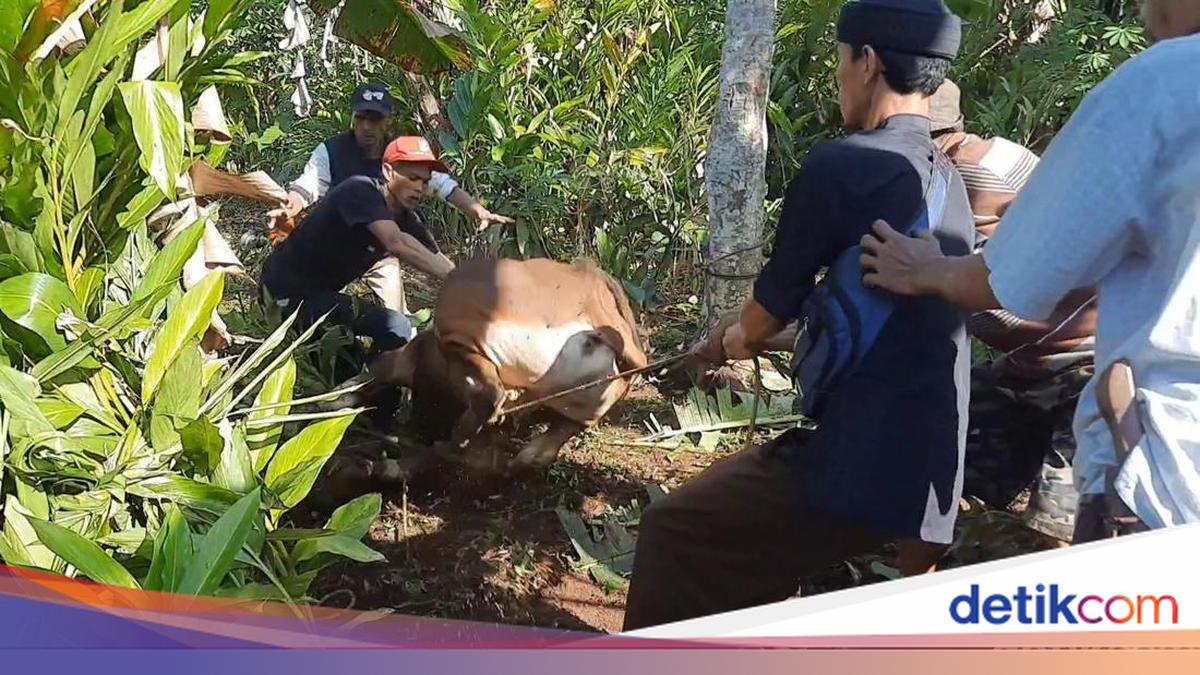 Sapi Core Kurban Core di Jabar: Sapi Kabur 4 Kilometer-Nyasar ke Hutan