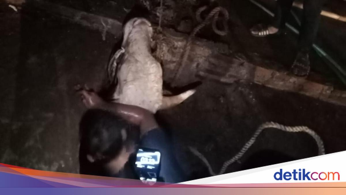 Sapi Limosin Ngamuk Saat Diikat, Terperosok ke Parit 3 Meter di Bogor