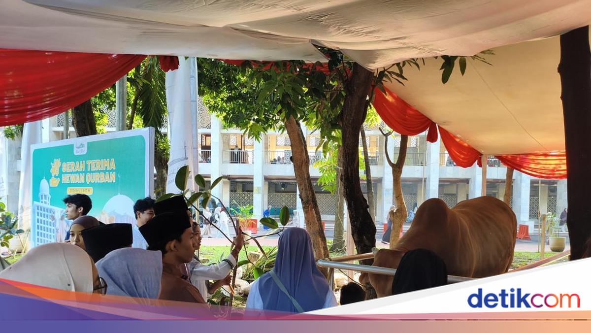 Sapi Kurban Prabowo-Gibran di Istiqlal Diberi Nama 'Si Loreng' dan 'Wirabumi'