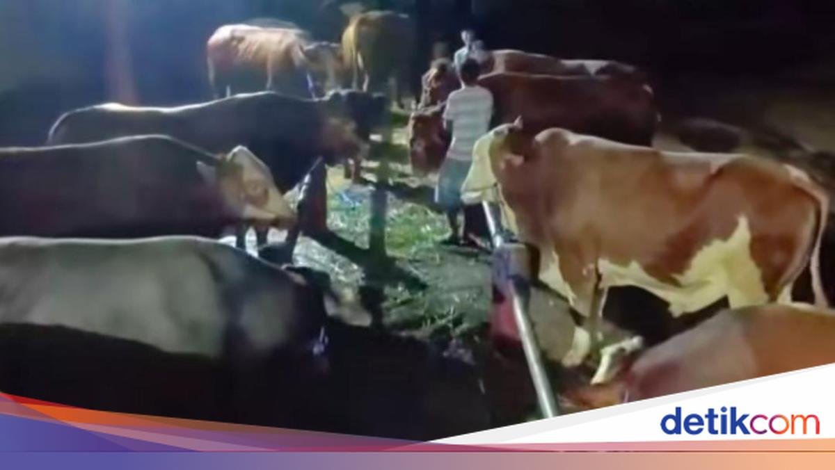 Seskab Teddy Borong 35 Sapi di Boyolali, Peternak Desa Kecipratan Rezeki