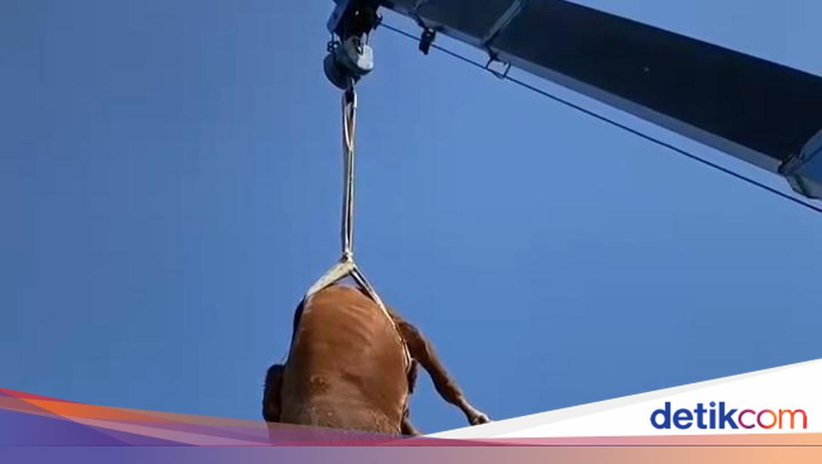 Ragam Cerita Tak Biasa Hewan Kurban Saat Idul Adha