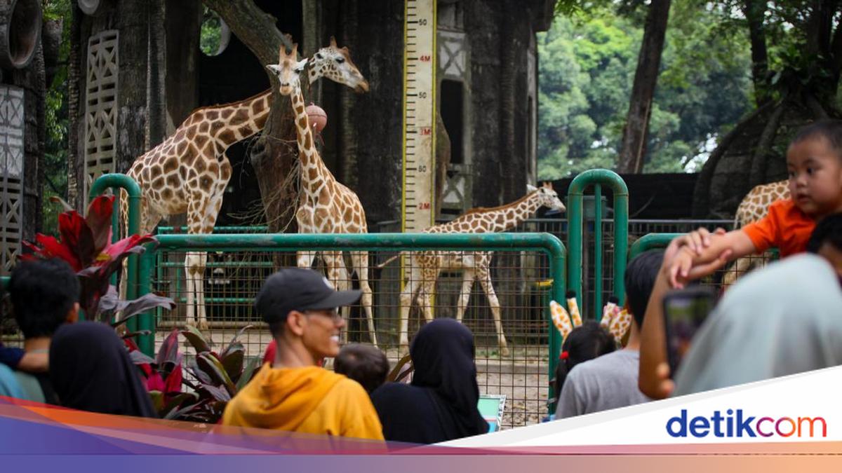Khusus Pemegang KTP Jakarta, Masuk Ragunan Gratis di 3 Hari Ini