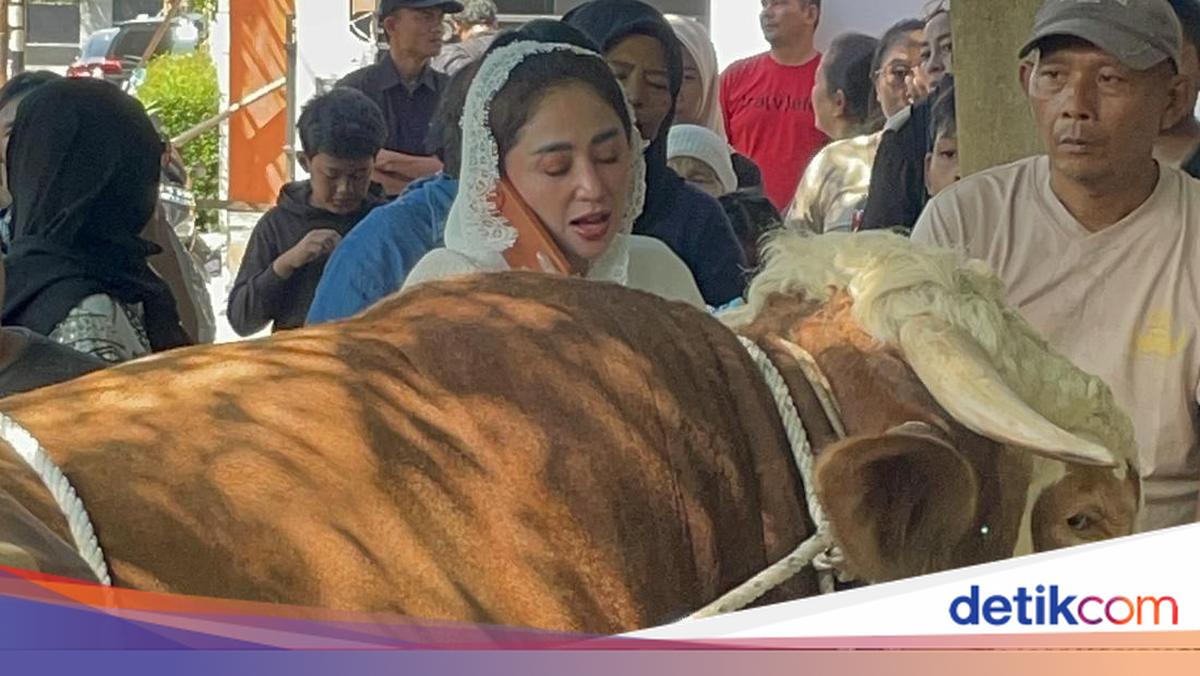 Sapi Jumbo Punya Dewi Perssik untuk Kurban Tahun Ini