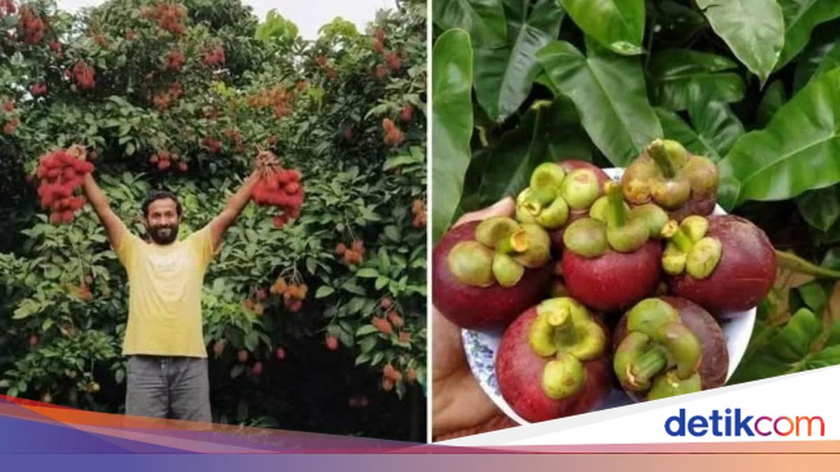 Pilih Jadi Petani Buah, Eks Pekerja IT Ini Raup Cuan Rp 1 M Setahun!