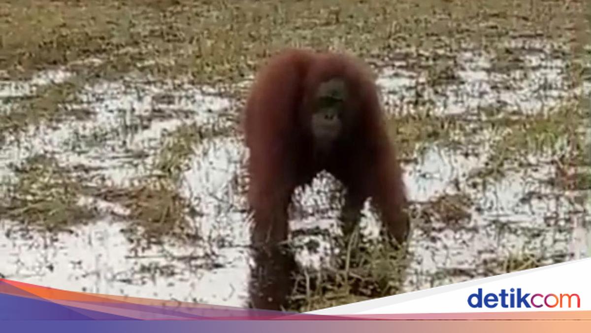 Orang Utan dan Beruang Madu Muncul di Permukiman Warga Kotim, Ini Kata BKSDA