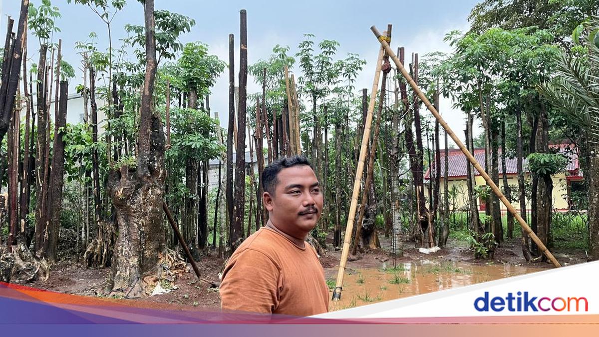 Dari Pohon Pelindung, Rezza Hidupi Keluarga hingga Buka Lapangan Kerja