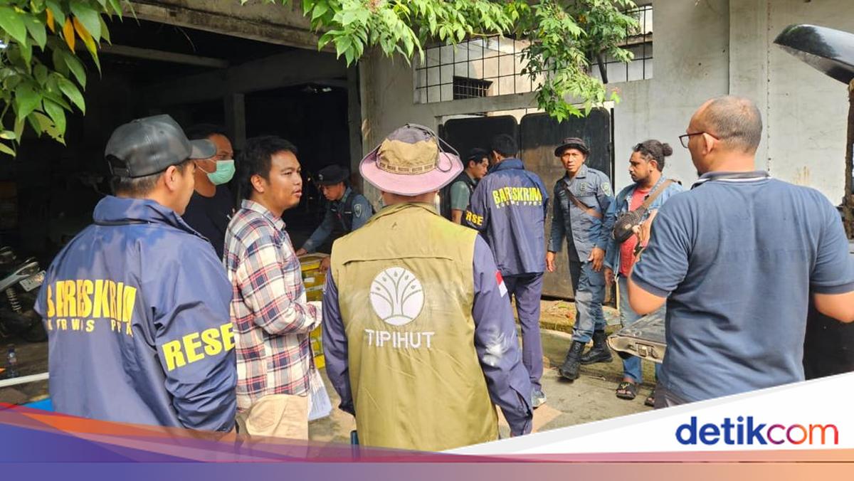 WNA Terlibat Penyelundupan Satwa Liar, 11 Sanca Hijau Papua Disita di Bekasi