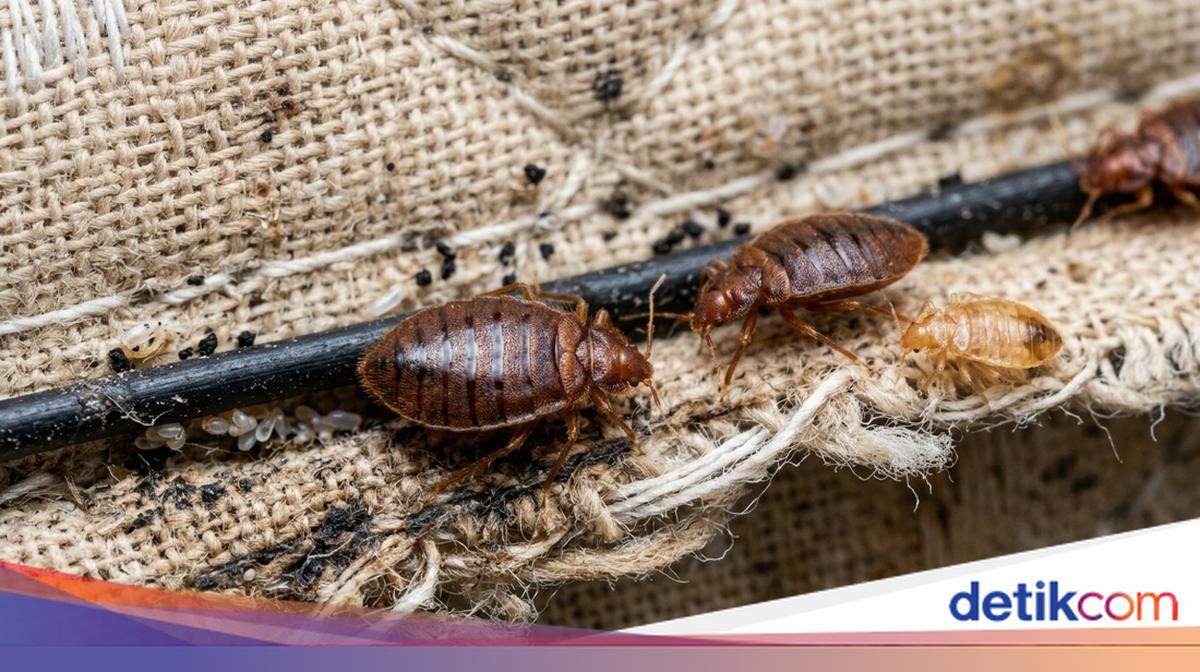 Api Rimsha Kasur Kutu Kasur Asalnya dari Mana? Ini Penyebab dan Cara Membasminya
