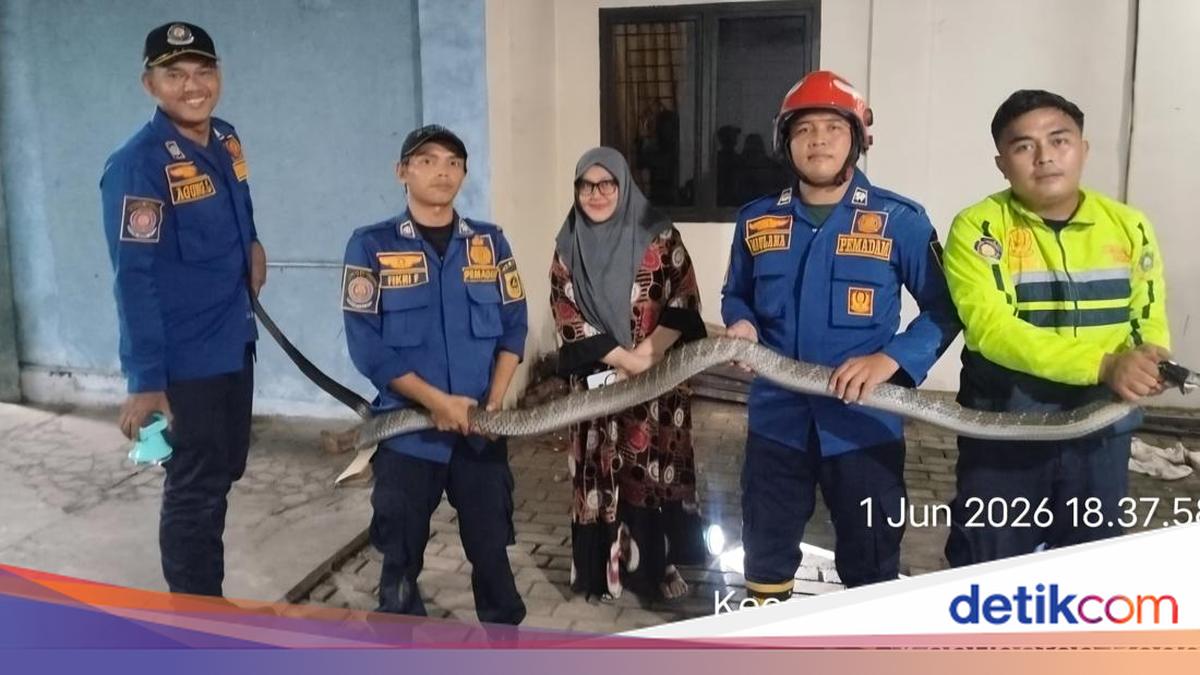 King Kobra 4 Meter Masuk Garasi Rumah di Bogor, Damkar Evakuasi