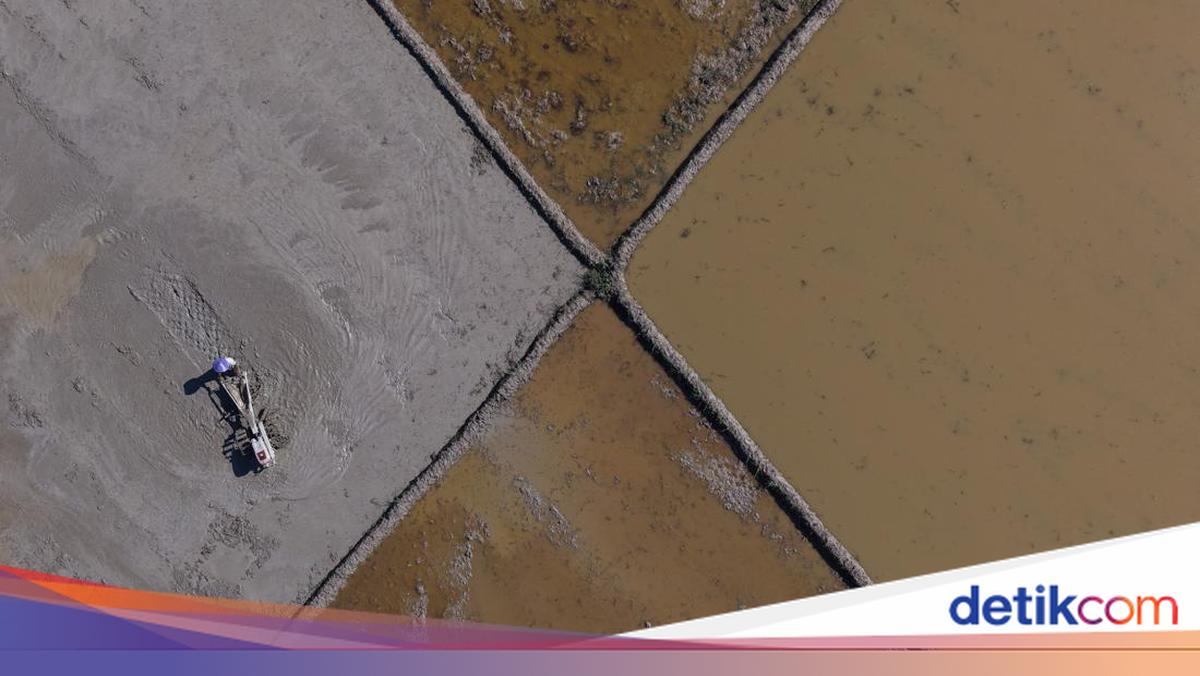 Petani Kendari Mulai Garap Kembali Sawah Pascabanjir