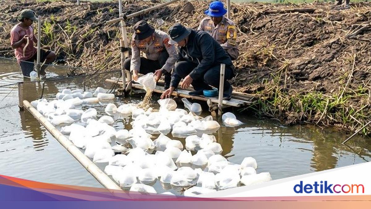 Rantai Pasok SPPG, Polda Metro Tebar Ribuan Benih Bandeng dan Udang di Bekasi