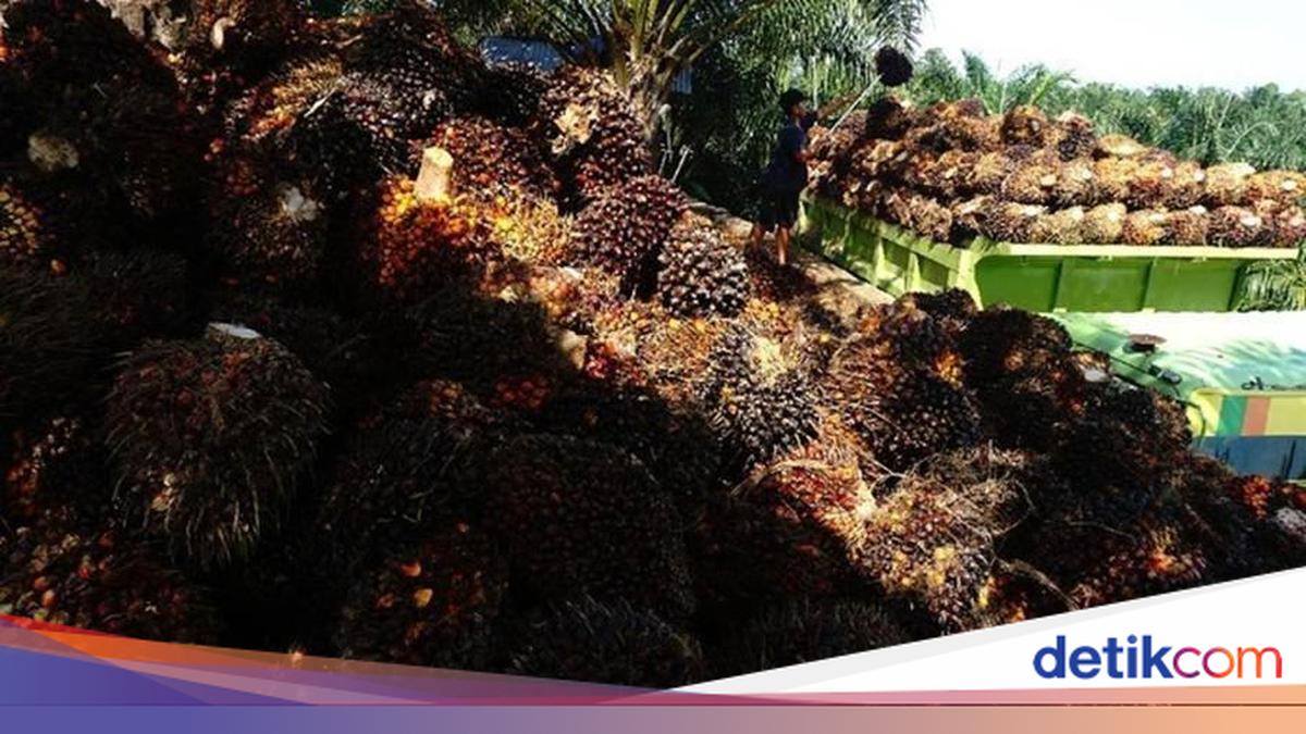 Desakan Dibentuknya Badan Sawit Nasional, Seberapa Penting?