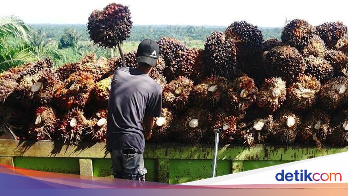 Perbedaan Perizinan Usaha Tambang dan Kelapa Sawit di Indonesia