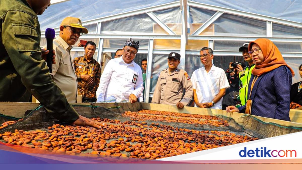 Kemensos Berdayakan Ratusan Petani Kakao Ende