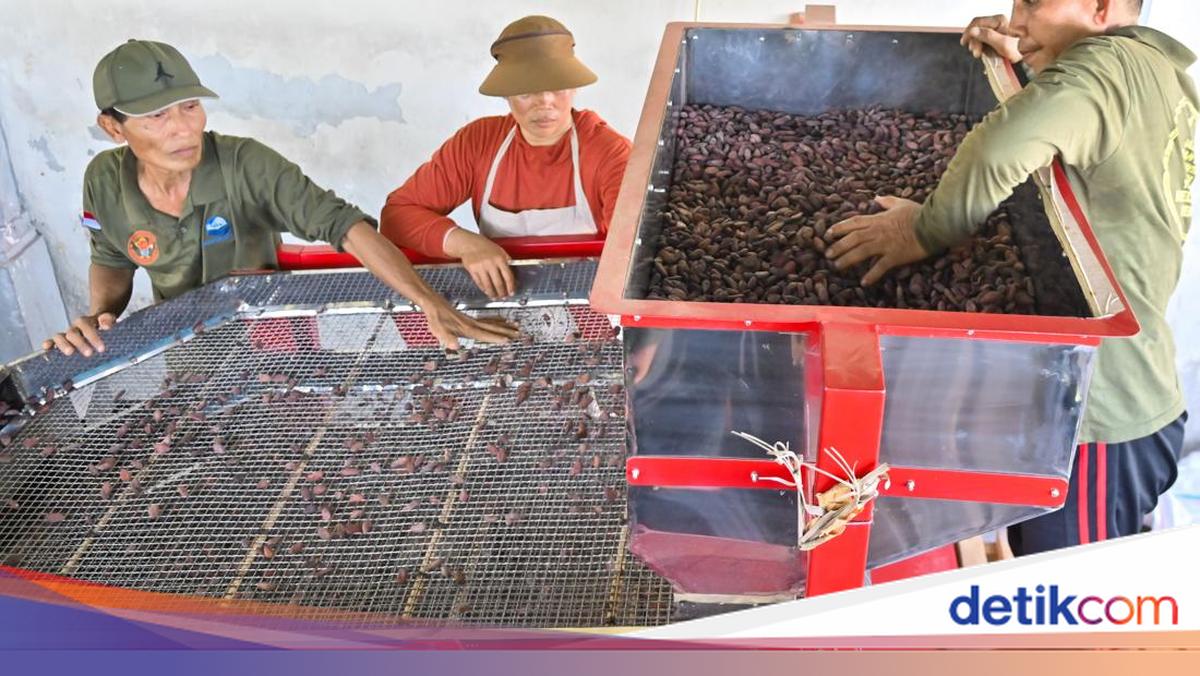 Aroma Kakao Jembrana yang Menembus Pasar Dunia