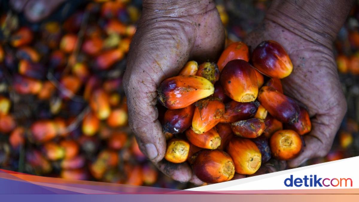 Tantangan Industri Sawit, Ganjalan Target Swasembada Energi