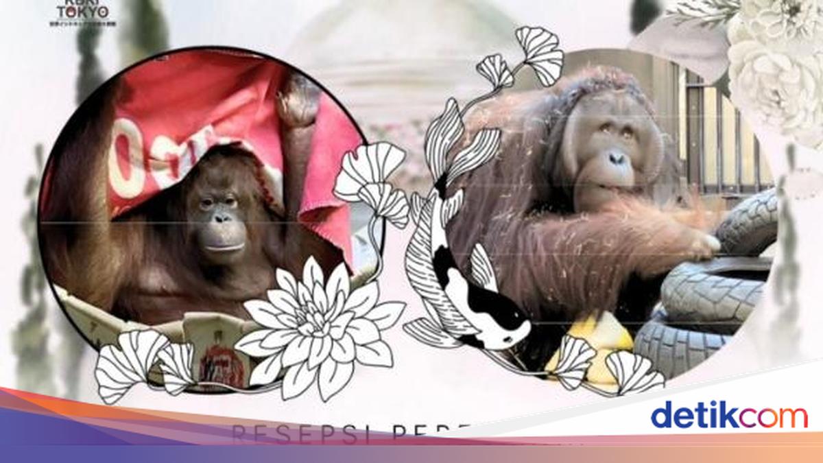 Orang Utan Jennifer dan Hayato Bersanding di Jepang, Resepsi Digelar Besok